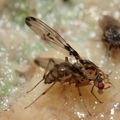 Drosophila heteroneura Kukuiopae 3486