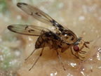 Drosophila heteroneura Kukuiopae 3490b