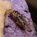 Drosophila heteroneura Kukuiopae 7886