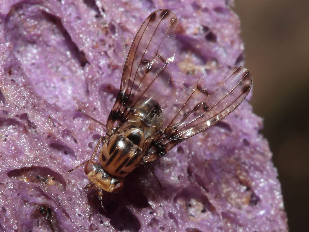 Drosophila heteroneura Kukuiopae 7899