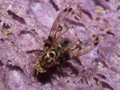 Drosophila heteroneura Kukuiopae 7900