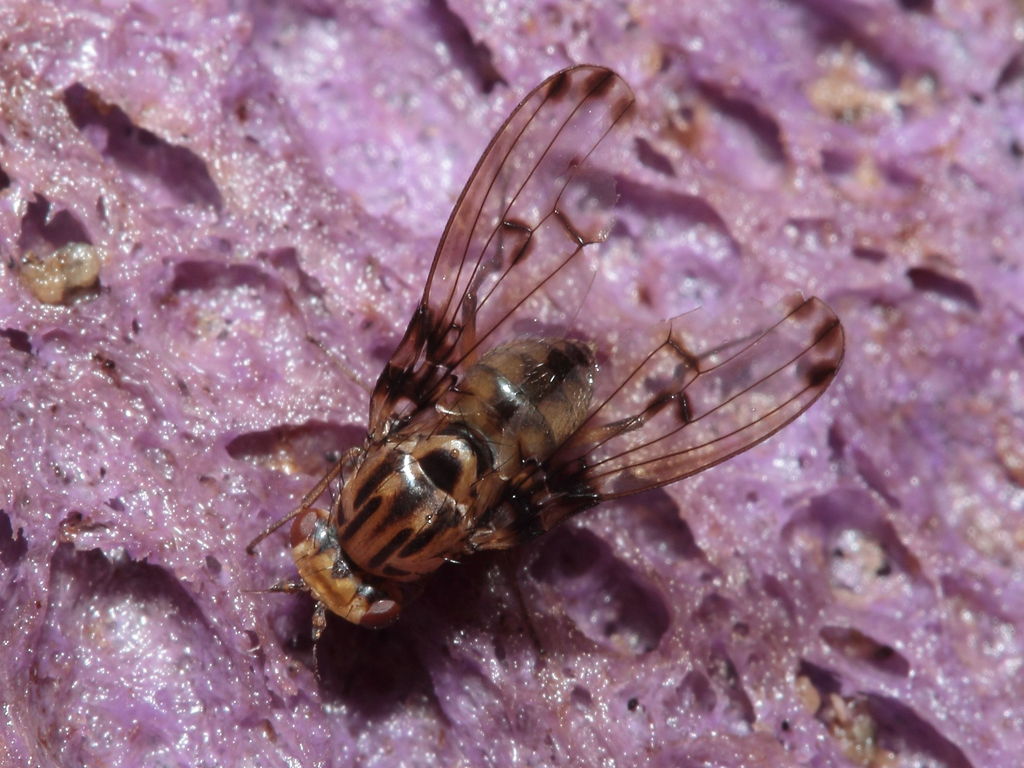 Drosophila heteroneura Kukuiopae 7900