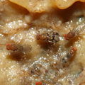 Drosophila hexachaetae Palikea 2008