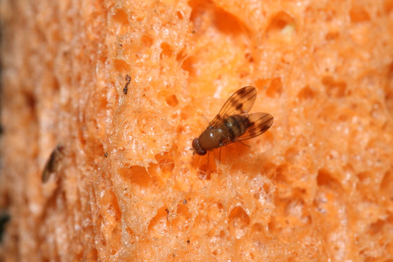 Drosophila hexachaetae Palikea 2057.jpg