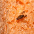 Drosophila hexachaetae Palikea 2057