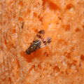 Drosophila hexachaetae Palikea 2058