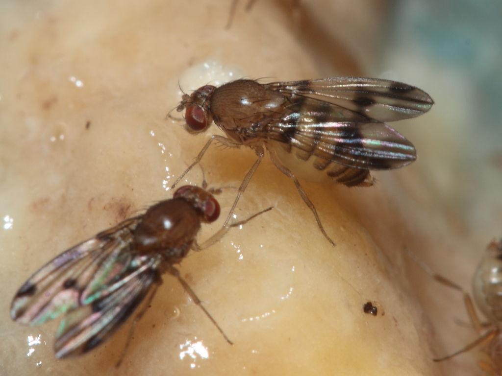 Drosophila hexachaetae Waianae 1143