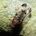 Drosophila inedita Hapapa 4396