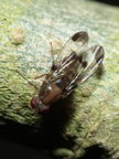 Drosophila inedita Hapapa 4396