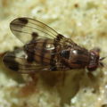 Drosophila inedita Hapapa 4603