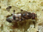 Drosophila inedita Hapapa 4605
