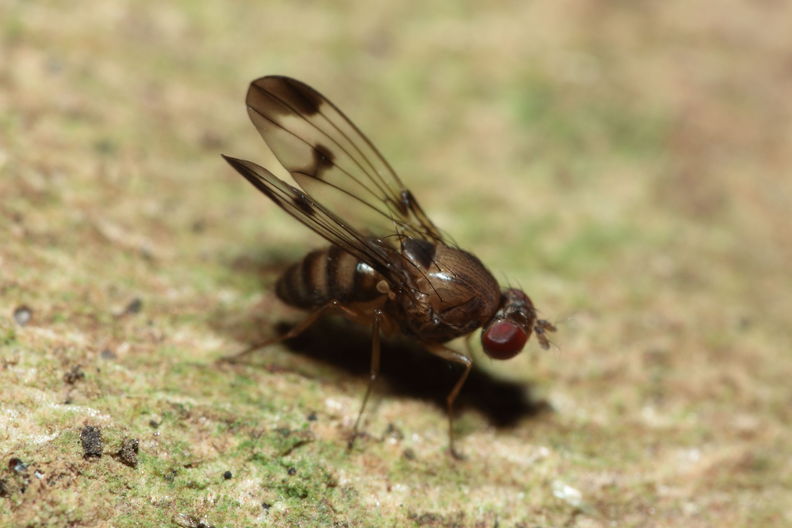 Drosophila inedita Kaluaa 4162.jpg