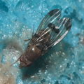 Drosophila inedita Kaluaa 9607