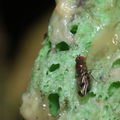 Drosophila inedita Nuuanu 0640