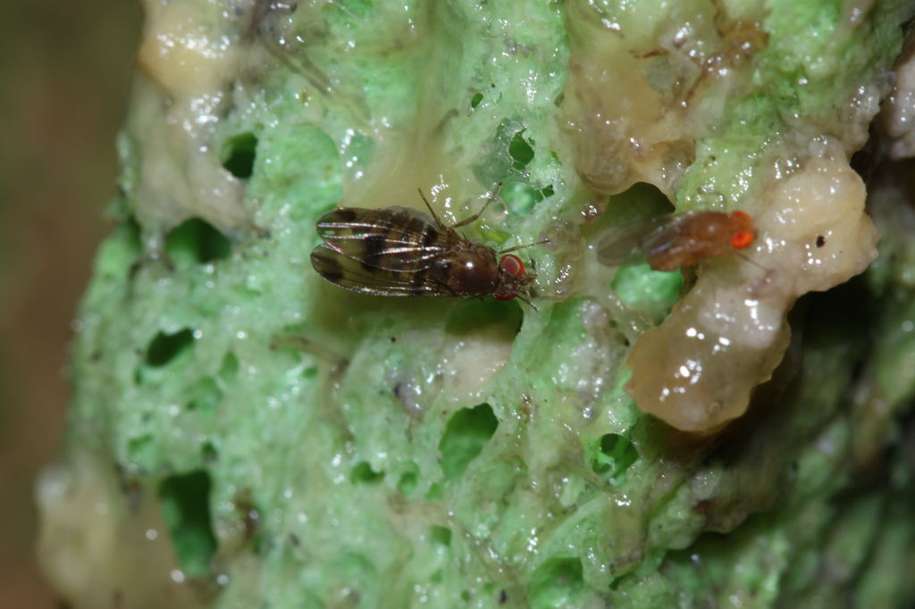 Drosophila inedita Nuuanu 0644