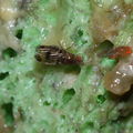 Drosophila inedita Nuuanu 0644