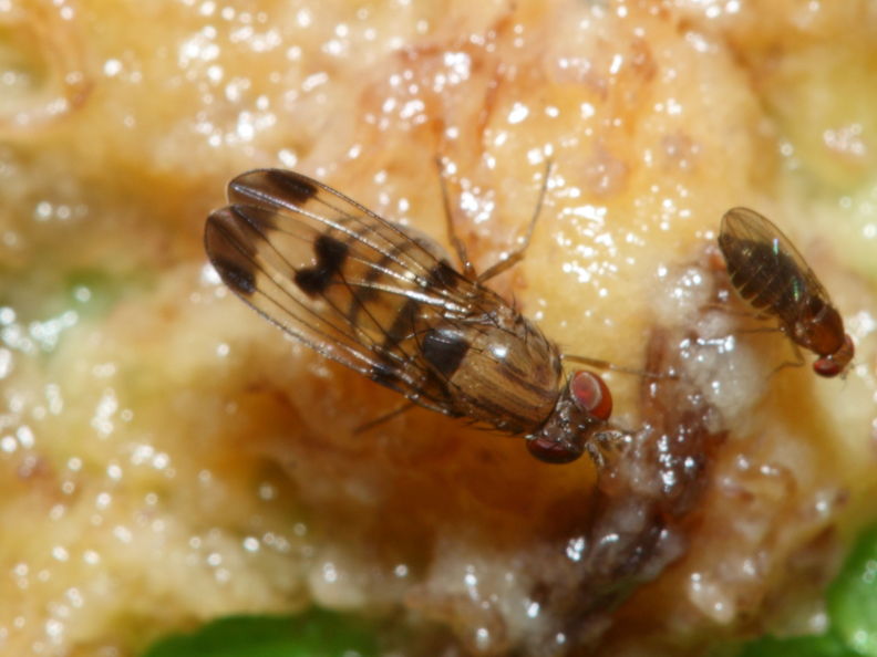 Drosophila inedita Pia 2308.jpg