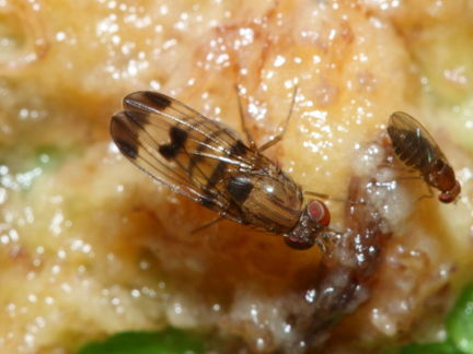 Drosophila inedita Pia 2308
