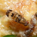Drosophila inedita Pia 2310.jpg