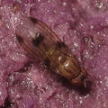 Drosophila inedita Pualii 5333
