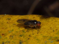 Drosophila kambysellisi Lau 0522