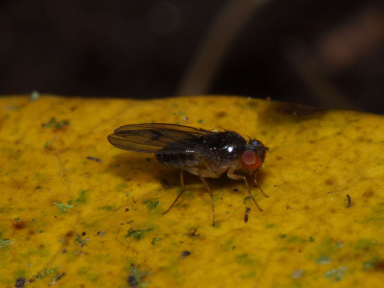 Drosophila kambysellisi Lau 0522.jpg