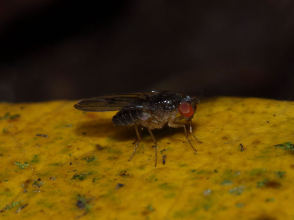 Drosophila kambysellisi Lau 0523
