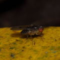 Drosophila kambysellisi Lau 0523.jpg
