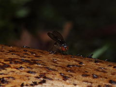 Drosophila kambysellisi Lau 0525