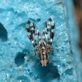 Drosophila kikiko Nualolo 3972