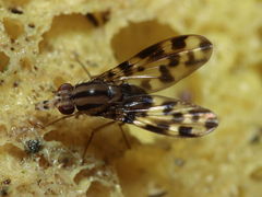 Drosophila kikiko Nualolo 4026