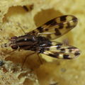 Drosophila kikiko Nualolo 4026.jpg