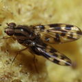 Drosophila kikiko Nualolo 4028.jpg