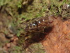 Drosophila kinoole Waianae 0926