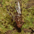Drosophila kinoole Waianae 0928.jpg