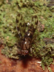 Drosophila kinoole Waianae 0929