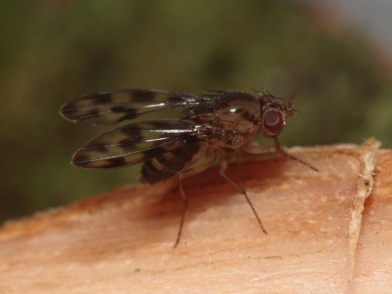 Drosophila kinoole Waianae 0932.jpg