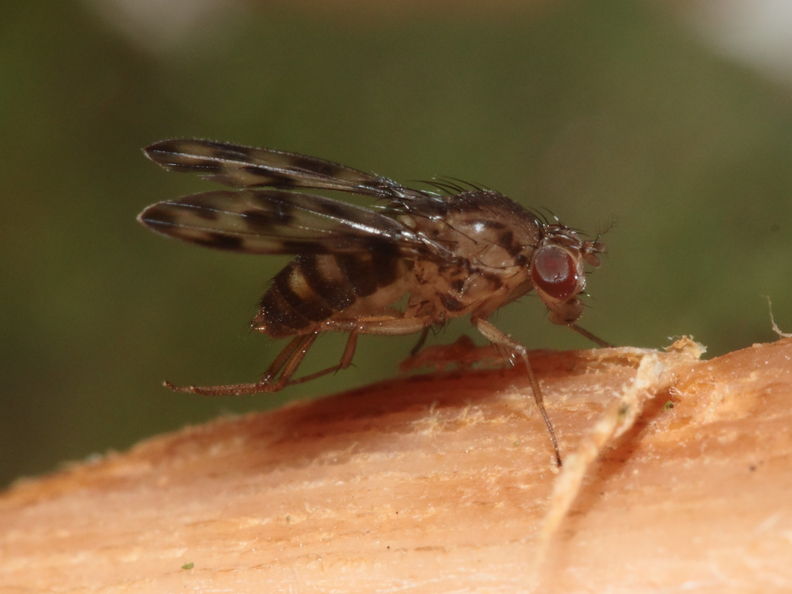 Drosophila kinoole Waianae 0933.jpg