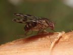 Drosophila kinoole Waianae 0933