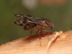 Drosophila kinoole Waianae 0934