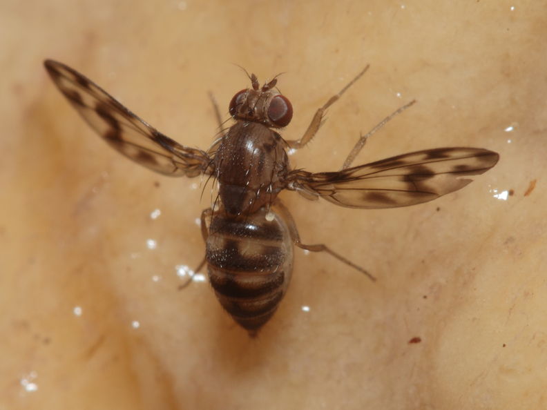 Drosophila kinoole Waianae 1165.jpg