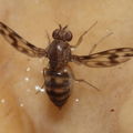 Drosophila kinoole Waianae 1165.jpg