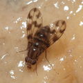Drosophila kinoole Waianae 1168