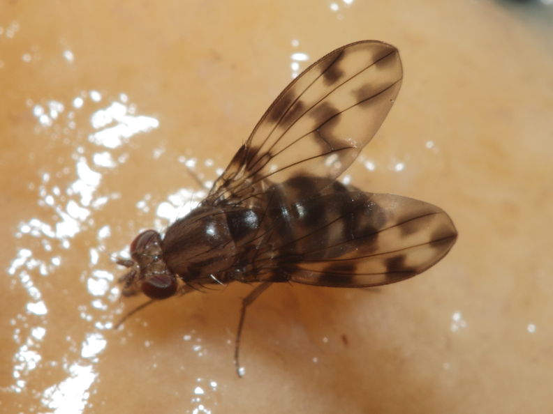 Drosophila kinoole Waianae 1183.jpg