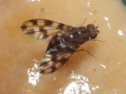 Drosophila kinoole Waianae 1186
