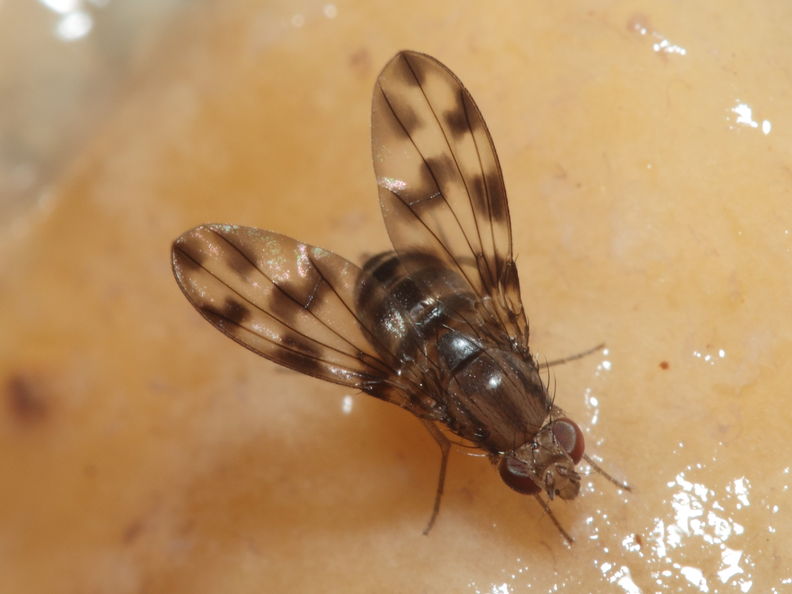 Drosophila kinoole Waianae 1191.jpg