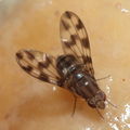 Drosophila kinoole Waianae 1191.jpg