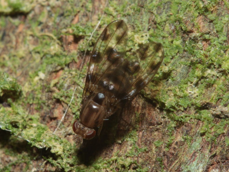 Drosophila kinoole Waianae 1195