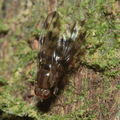 Drosophila kinoole Waianae 1201