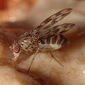 Drosophila kinoole Waianae 1207